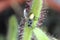 Carnivorous Plant feeds insects fly trapped insect