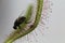 Carnivorous Plant feeds insects fly trapped insect