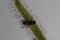 Carnivorous Plant feeds insects fly trapped insect