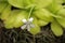 Carnivorous plant flower, Pinguicula gigantea