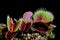 Carnivorous plant on isolated background