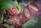 Carnivorous plant - Nepenthes khasiana