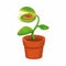 Carnivorous Plant on Pot Cartoon illutration vector