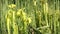 Carnivorous plant Sarracenia