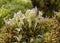 Carnivorous plant sundew Drosera Grows in thick moss