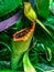 carnivorous plant _ tropical pitcher plants