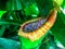 Carnivorous plant - tropical pitcher plants