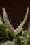 Carnivorous plant Venus flytrap