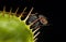 Carnivorous Plant Venus Flytrap, dionaea sp. Catching a Fly
