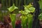 Carnivorous Plants