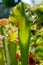 Carnivorous predatory plant Saracenia - Sarracenia