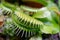 Carnivorous predatory plant Venus flytrap - Dionaea muscipula