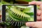 Carnivorous predatory plant Venus flytrap Dionaea muscipula on smartphone screen.