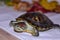 Carnivorous Red-eared Turtle - Human`s Pet