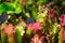 Carnivorous Sarracenia pitcher plants