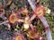 carnivorous sundew plant