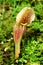 Carnivorous tropical plant Sarracenia close up