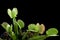 Carnivorous varigata plant on isolated background