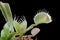 Carnivorous varigata plant on isolated background