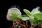 Carnivorous varigata plant on isolated background