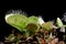 Carnivorous varigata plant on isolated background