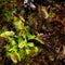 Carnivorous Venus Fly Trap Plants.