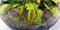 Carnivorous Venus Fly Traps Dionaea muscipula and Sundews Drosera capensis in terrarium