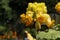 Carnivorous `Yellow Unicorn Plant` flower - Ibicella Lutea