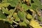 Carnivorous `Yellow Unicorn Plant` seed pods - Ibicella Lutea