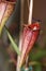 Carnivorus plant - Nepenthes mirabilis tenuis