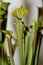 Carnivorus plant - Sarracenia rubricorpora