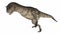 Carnotaurus dinosaur - 3D render