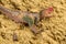 Carnotaurus on sand