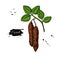 Carob branch vector superfood drawing. Isolated hand drawn