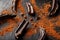 Carob carob fruit with powder on black background. Blast the Sweet powder from the pulp of the pods