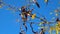 The carob Ceratonia siliqua, fruits of a tree with seeds in autumn against a blue sky