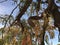 Carob or dry Mesquite Legume on the tree