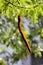 Carob tree or Ceratonia siliqua flowering evergreen tree with single partially ripe edible pod surrounded with green leaves