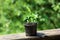 Carob tree or Ceratonia siliqua small young plant in flower pot