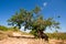 Carob tree, Ibiza