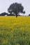 carob trees and lupine flowers