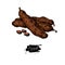 Carob vector superfood drawing. Isolated hand drawn illustratio