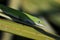 Carolina Anole in Bull Creek Wildlife Management Area, Florida