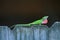 Carolina Anole-with red throat showing