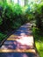 Carolina bay multicolored-wood boardwalk