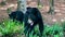 Carolina black bear sow and cup in forest