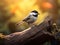 Carolina Chickadee