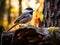 Carolina Chickadee