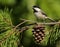 Carolina Chickadee