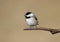 Carolina Chickadee